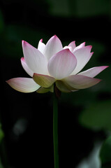 Obraz premium Blossoming lotus flowers