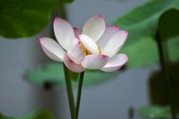 Blossoming lotus flowers