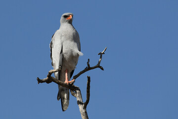 Kgalagadi Transfrontier National Park, South Africa: Pale chanting goshawk