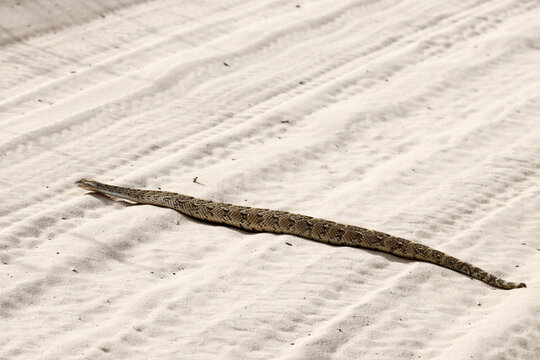 Kgalagadi Transfrontier National Park, South Africa: The puffadder Bitis arietans