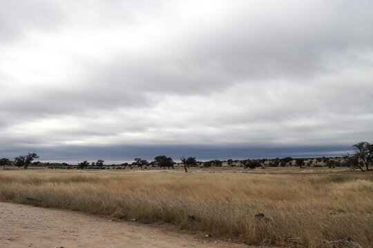 Kgalagadi Transfrontier National Park, South Africa: landscape showing the typical veld after a summer of good rainfall