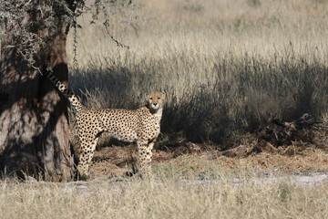 Kgalagadi Transfrontier National Park, South Africa: Acinonyx jubatus The cheetah marking its territory