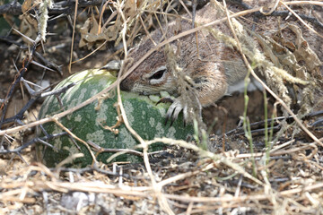 Naklejka na ściany i meble Kgalagadi Transfrontier National Park, South Africa: Tsamma melon being eaten by a Cape Ground Squirrel