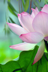 Blossoming lotus flowers