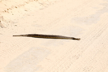 Kgalagadi Transfrontier National Park, South Africa: The puffadder Bitis arietans