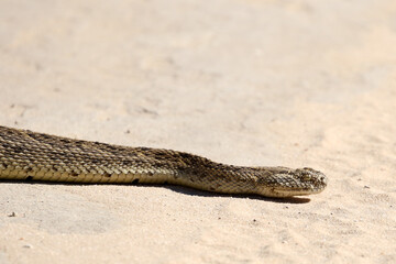 Kgalagadi Transfrontier National Park, South Africa: The puffadder Bitis arietans