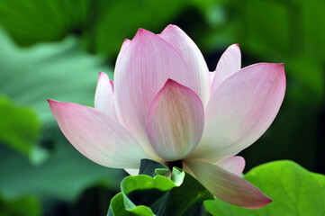 Obraz premium Blossoming lotus flowers