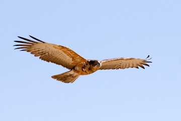 Kgalagadi Transfrontier National Park, South Africa: 