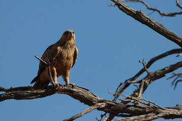 Kgalagadi Transfrontier National Park, South Africa: Tawny eagle