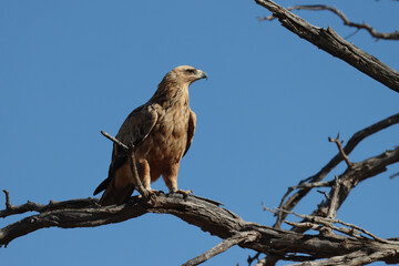 Kgalagadi Transfrontier National Park, South Africa: Tawny eagle