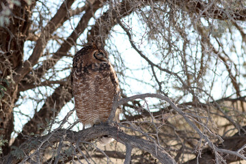 Kgalagadi Transfrontier National Park, South Africa: Spotted eagle owl