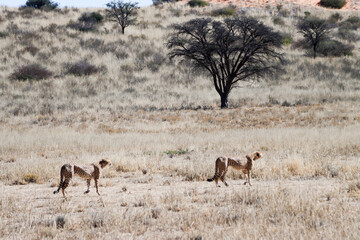 Obraz premium Kgalagadi Transfrontier National Park, South Africa: Acinonyx jubatus The cheetah