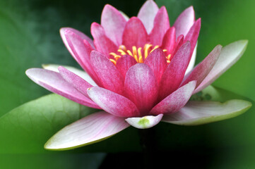 Fototapeta premium Blossoming waterlily flowers