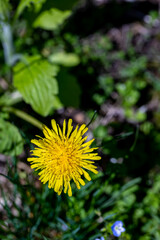 Taraxacum officinale in meadow