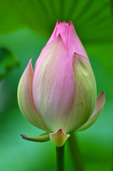 Blossoming lotus flowers