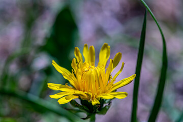 Taraxacum officinale in meadow, close up