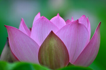 Blossoming lotus flowers
