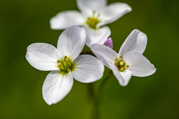 Cardamine pratensis in meadow, close up