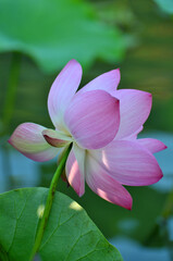 Blossoming lotus flowers