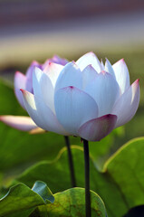 Blossoming lotus flowers in sunrise