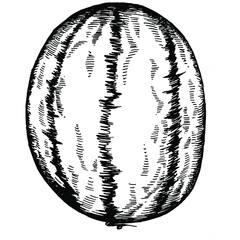 Watermelon sketch vector drawing. Isolated hand drawn berry on white background. Summer berry engraved style illustration. Decoration for food packaging.