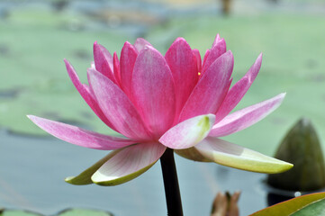 Blossoming waterlily flowers