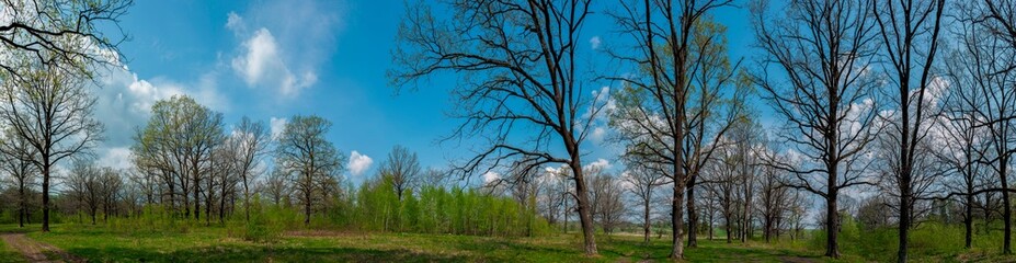 Obraz na płótnie Canvas Spring forest and field on a background of blue sky