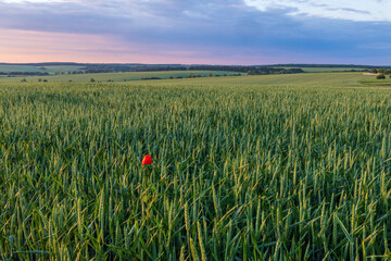 Green agriculture fields in Ukraine