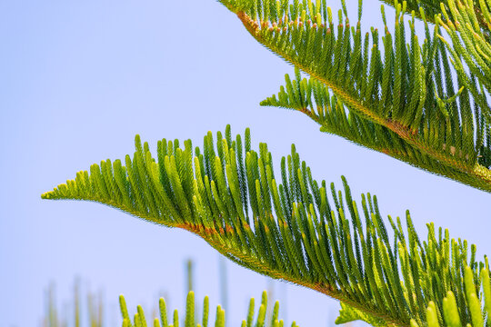 Norfolk Island pine or Araucaria heterophylla unusual tree branch in city park