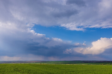 Fototapeta premium Landscape view of green fields with wheat in Ukraine 