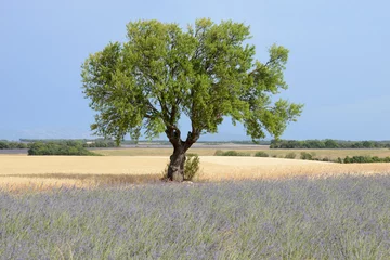 Fotobehang arbre vert au miileu des champs jaunes et mauves pour le blé et la lavande - Valensole Provence © DOMINIQUE MARIOTTI