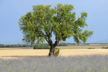 Zelfklevend Fotobehang arbre bien vert entre champs de lavande et de blé - Provence © DOMINIQUE MARIOTTI