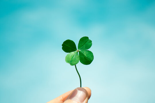 Four-Leaf Clover with blue sky background. Symbol of good luck.