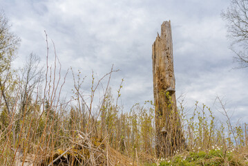 Old Broken tree after storm damage.one tree trunk broken by strong winds in the forest.Spring...
