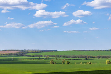 Naklejka premium Landscape view of green fields with wheat in Ukraine 