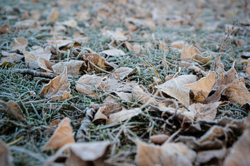 frosty autumn leaves