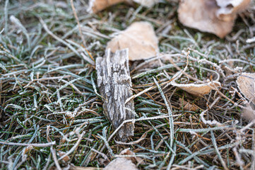 frosty grass