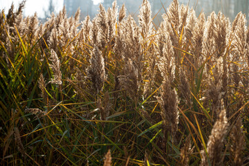 Fototapeta premium Dry grass and reeds in the sunset, natural yellow background