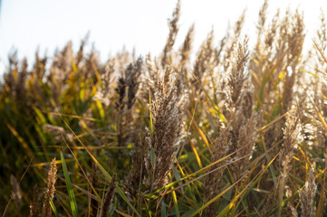 Fototapeta premium Dry grass and reeds in the sunny landscape, natural background