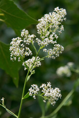 Breitblättrige Kresse (Lepidium latifolium), bühend