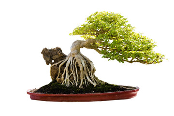 bonsai tree isolated on white