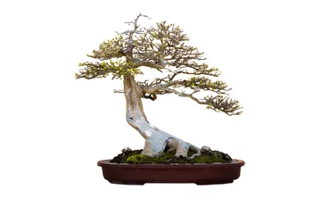 Foto op Canvas bonsai tree isolated on white © bellatatar