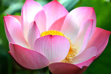 Fototapeta na wymiar Blossoming lotus flowers in sunrise