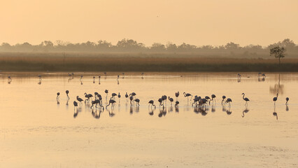 Des flamants roses au coucher du soleil en Camargue