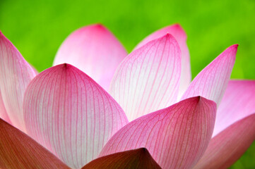 Blossoming lotus flowers in sunrise