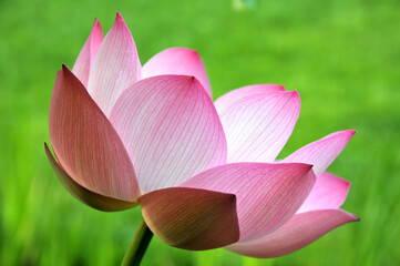 Fototapeta na wymiar Blossoming lotus flowers in sunrise