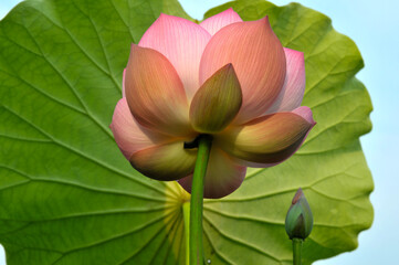 Blossoming lotus flowers