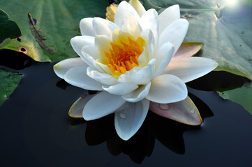 Blossoming waterlily flowers in sunrise