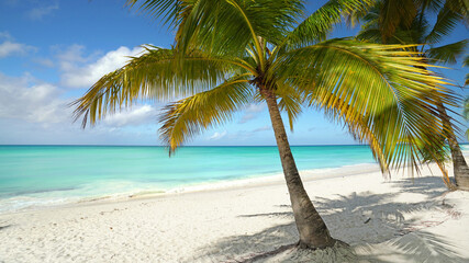 Palme am Karibikstrand