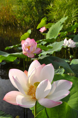 Blossoming lotus flowers